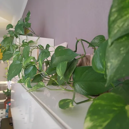 Dalla Spiaggetta A Quinto *