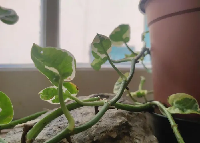 Apartman Dalla Spiaggetta A Quinto Genova