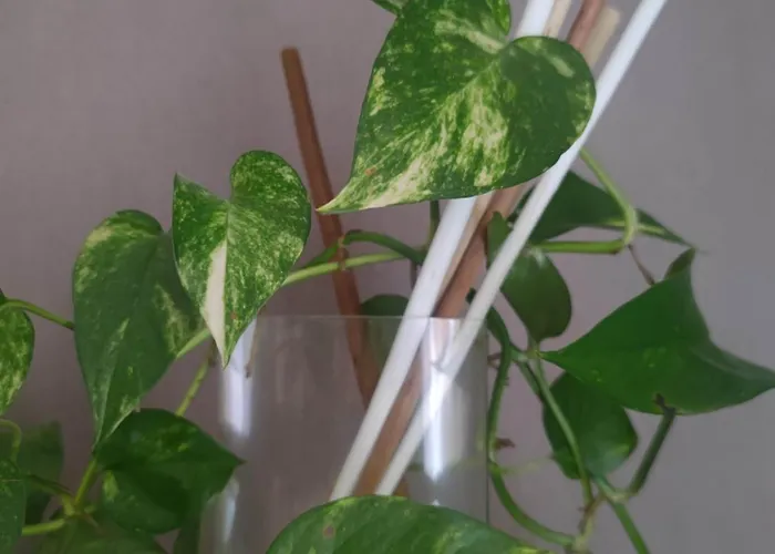 Dalla Spiaggetta A Quinto Genova