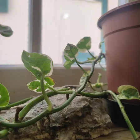 Appartement Dalla Spiaggetta A Quinto Gênes